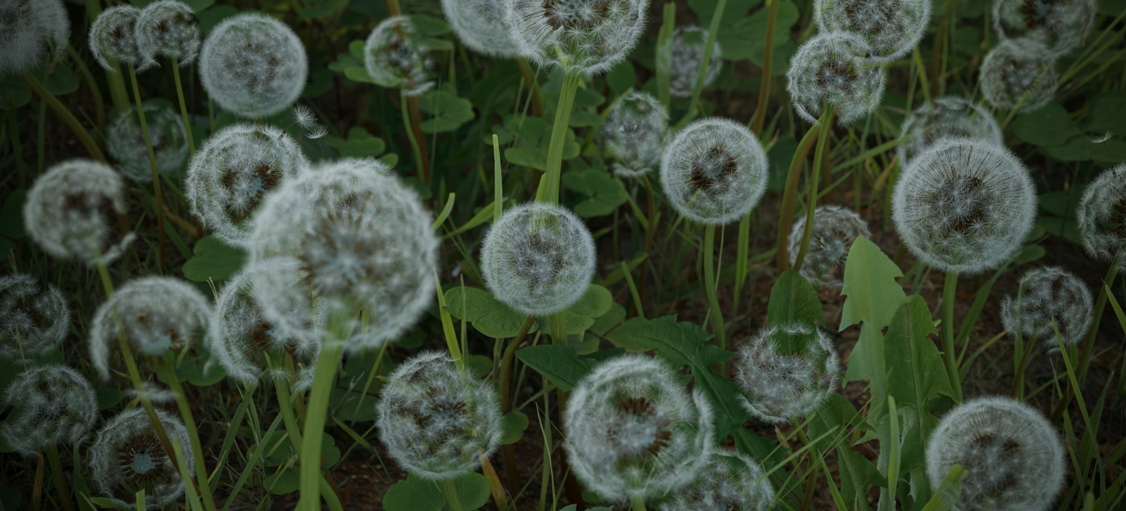 3D dandelion animation · Portfolio